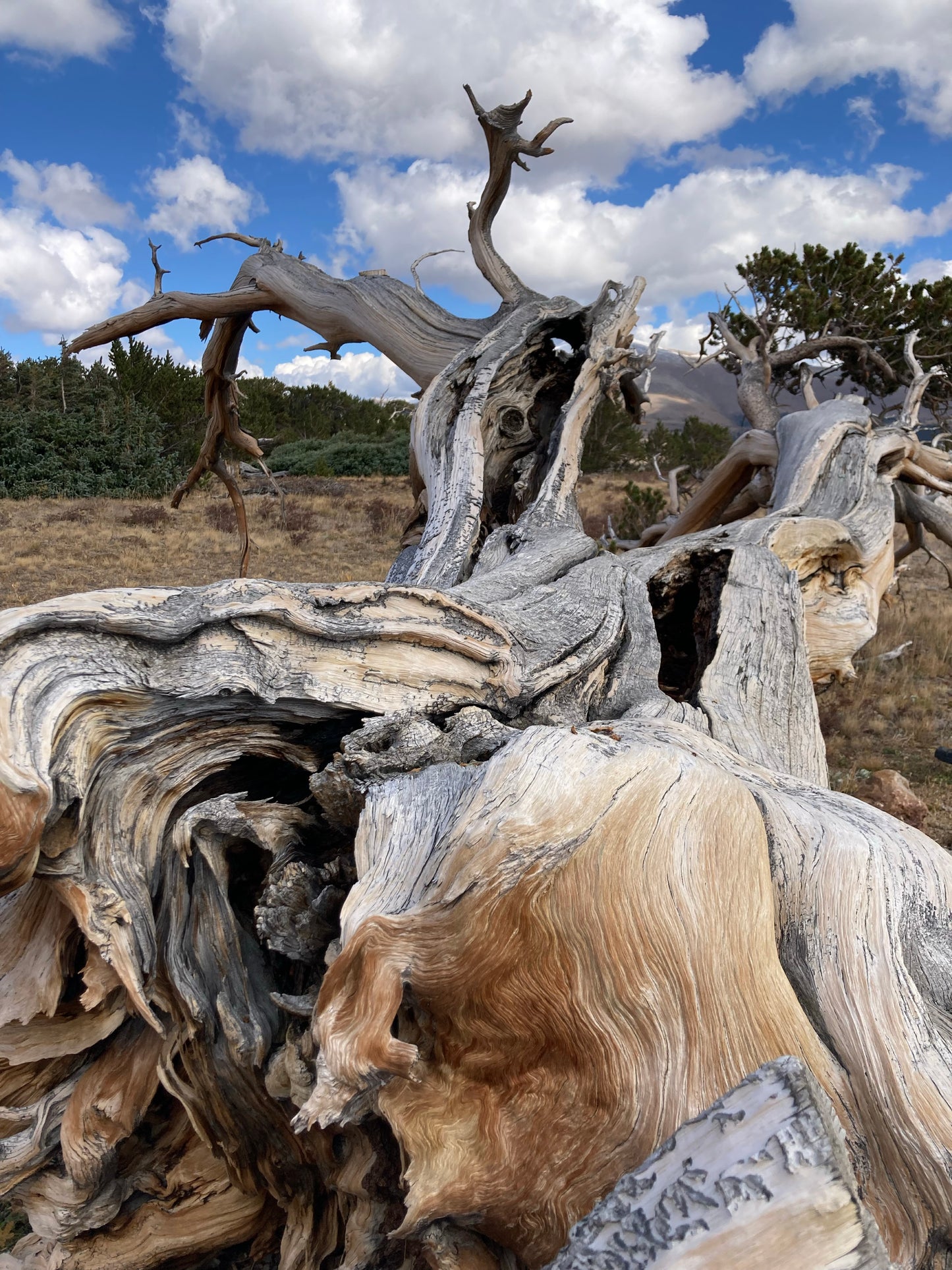 Ancient Lines — a high-contrast fine art print capturing centuries of wind-carved wood grain.