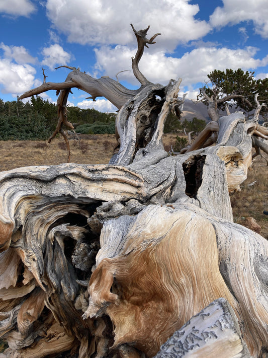 Ancient Lines — a high-contrast fine art print capturing centuries of wind-carved wood grain.